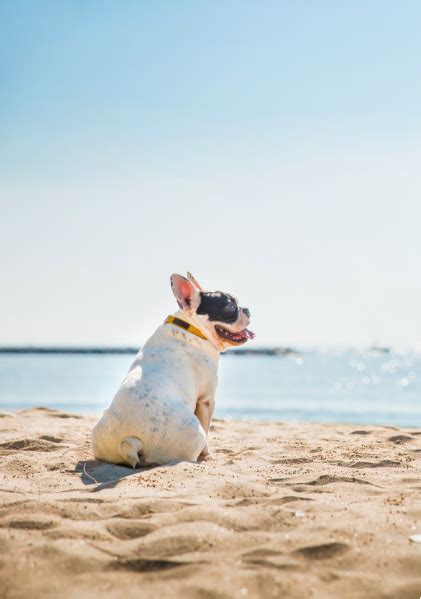 bethany beach pet friendly hotels,The 10 best pet